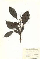 藏品(三葉山香圓)的圖片